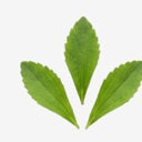 Stevia Leaf